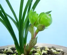 兰斯大上連队实痛备復上费芬組华赛走高的简单介绍